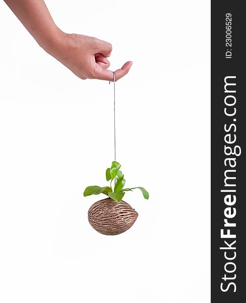 Isolated Hand and bracken on white background