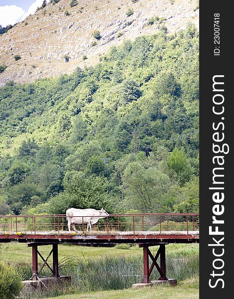 White cow on the old bridge in Bosnia and Herzegovina, Balkans. White cow on the old bridge in Bosnia and Herzegovina, Balkans.