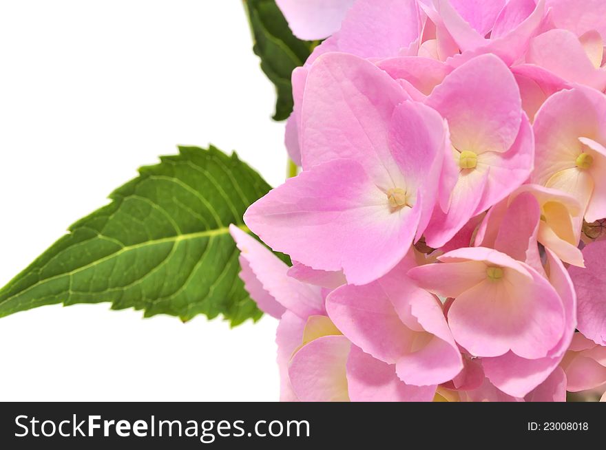 Pink Hydrangea Flowers with Green Leaves