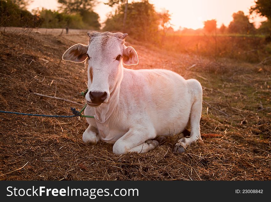 Indian White Cow In Farmland