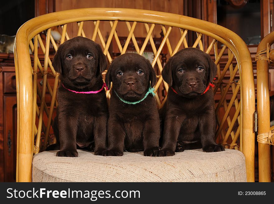 Portrait of three brown labrador puppies sit on the chair. Portrait of three brown labrador puppies sit on the chair