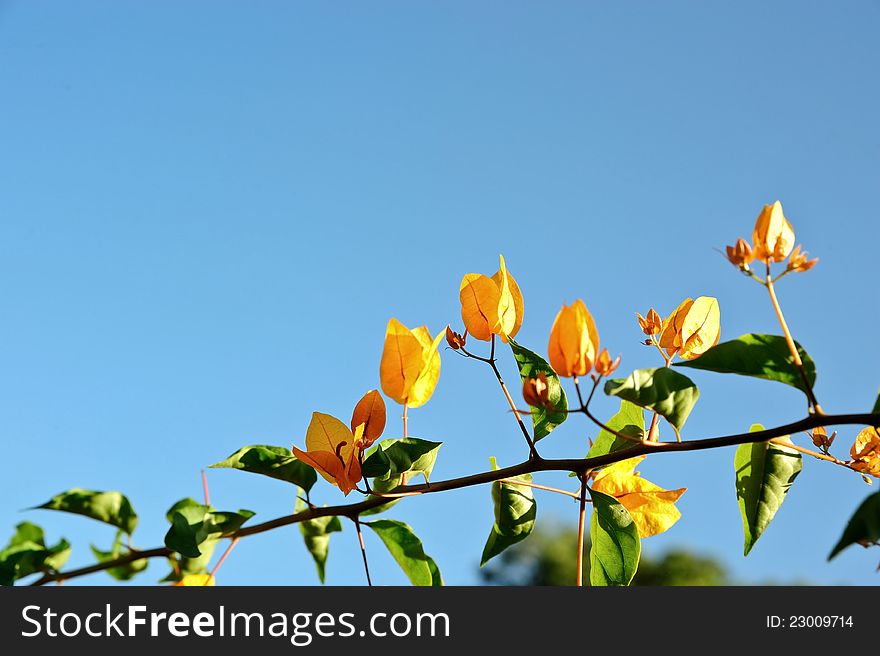 Colorful bougainvillea flowers