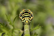 Caterpillar Stock Photo Caterpillar Stock Photo