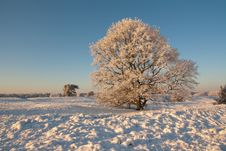 Tree In Winter Royalty Free Stock Images Tree In Winter Royalty Free Stock Images