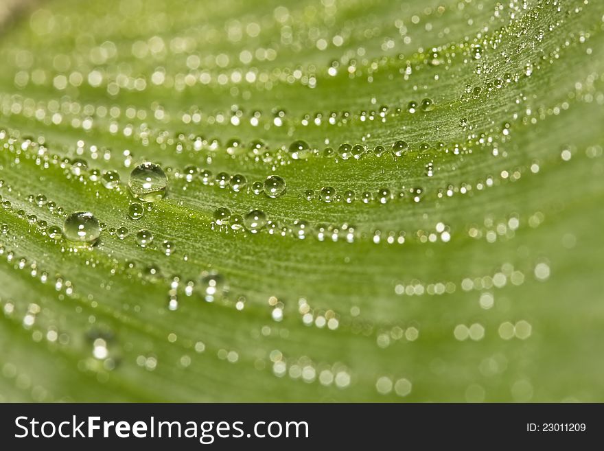 Accumulation of waterdrops or dewdrops on a leave of a banana plant (close-up). Accumulation of waterdrops or dewdrops on a leave of a banana plant (close-up)