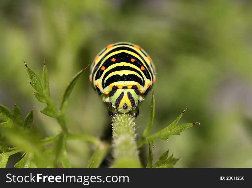 Caterpillar of the european swollowtail butterfly Papilio machaon on feeding plant