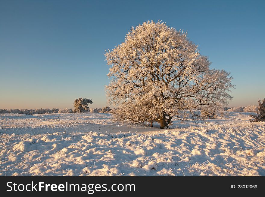 Tree In Winter