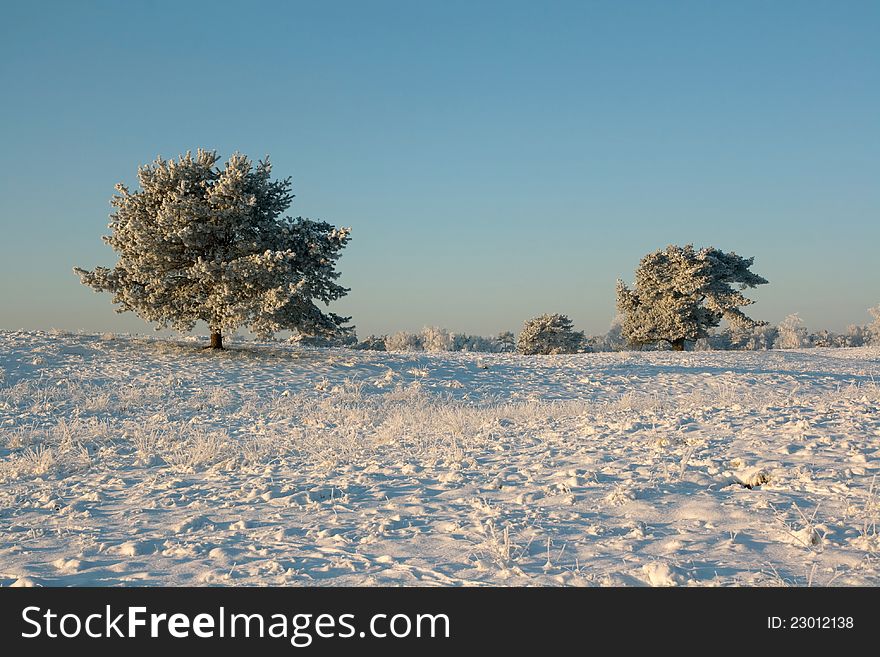 Trees (pine tree, conifer) are covered with hoarfrost on a sunny morning in winter. Trees (pine tree, conifer) are covered with hoarfrost on a sunny morning in winter