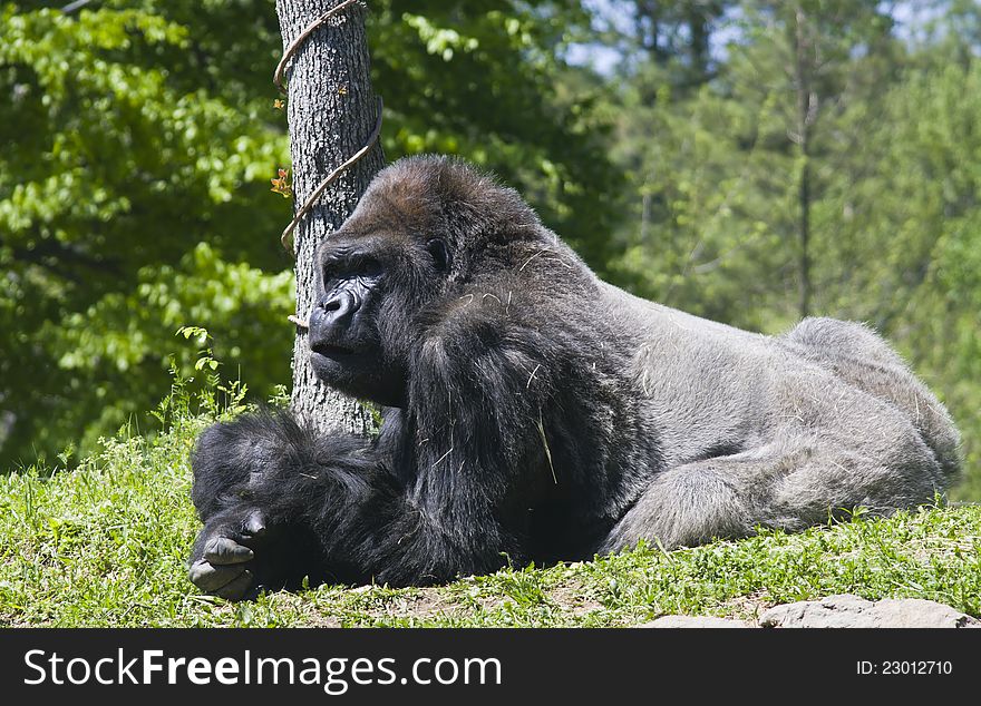 A Gorilla lying on the ground. A Gorilla lying on the ground.