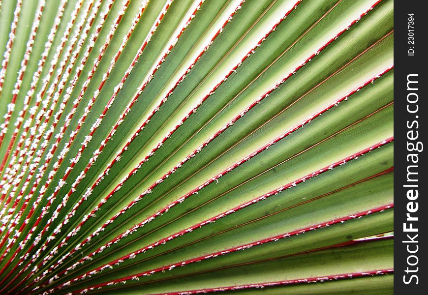 Bismarck palm leaves background