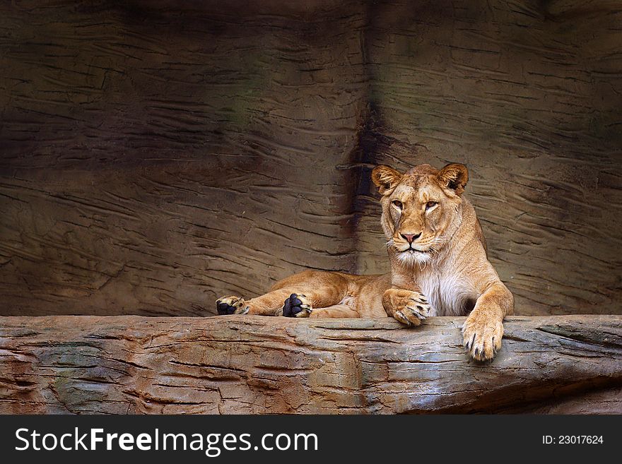 A lioness in a zoo resting on a rocky ledge. The Barbary lion (Panthera leo leo). A lioness in a zoo resting on a rocky ledge. The Barbary lion (Panthera leo leo)