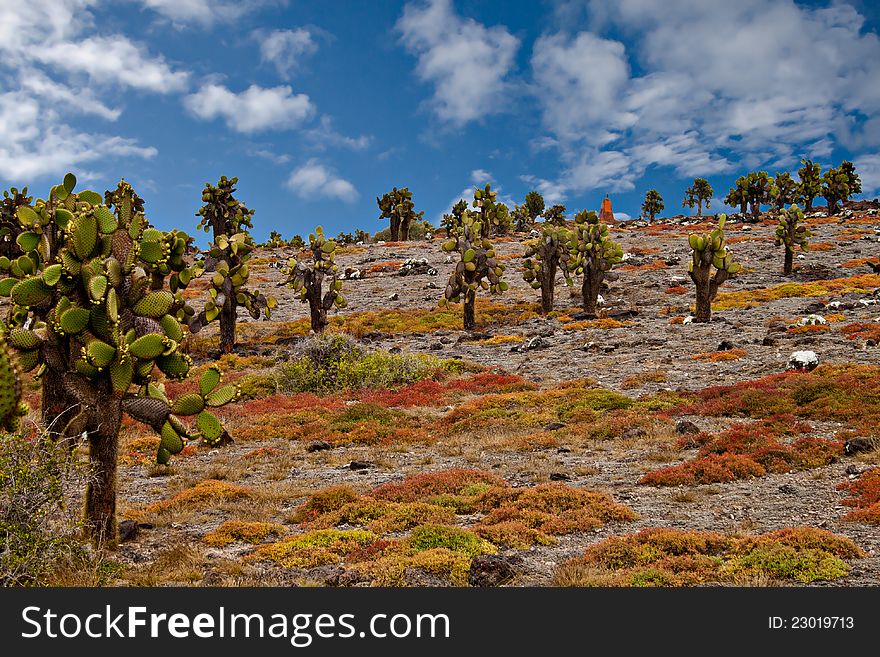 South Plaza Island with the enormous prickly pear cactus forest and the endemic, colorful succulent sesuvian. South Plaza Island with the enormous prickly pear cactus forest and the endemic, colorful succulent sesuvian