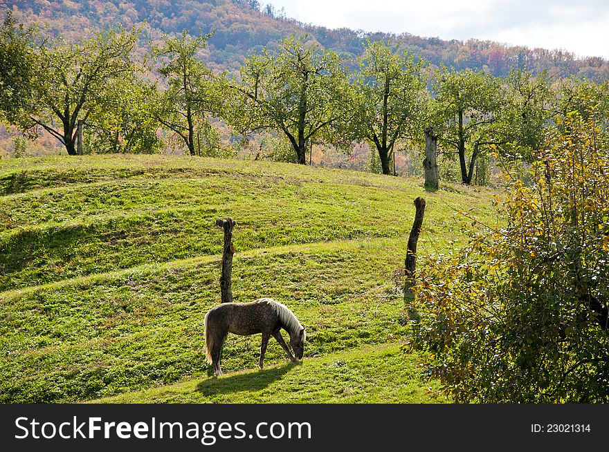 A horse is poised beneath an apple orchard. A horse is poised beneath an apple orchard.
