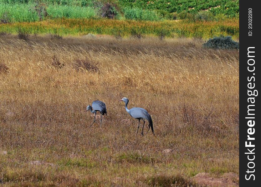 Blue Crane birds on dry brown grasland