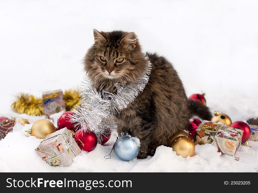 Cat in the winter is among the gifts. Cat in the winter is among the gifts