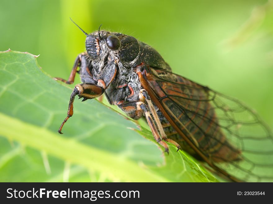 Cicada