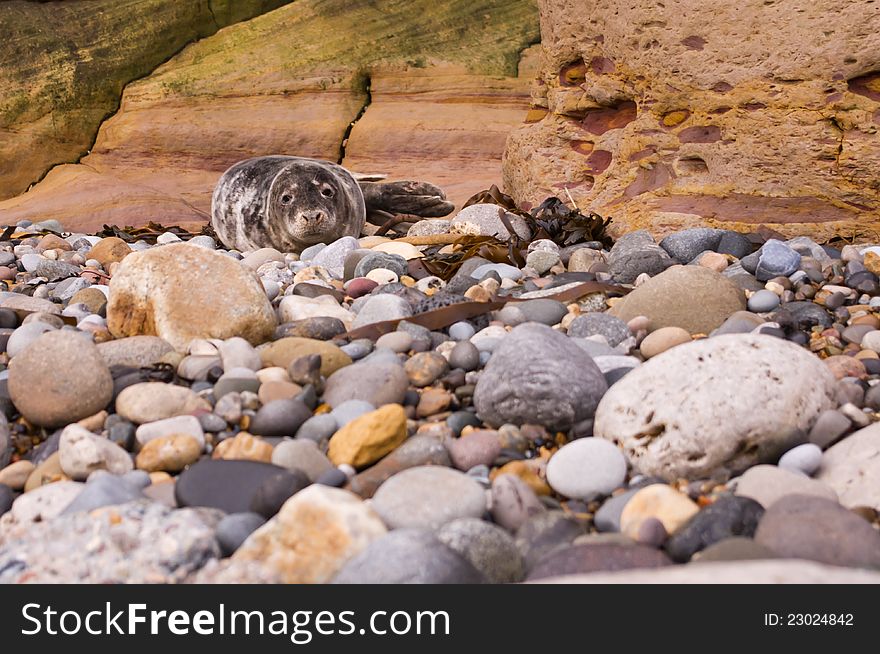 Harbour seal resting on pebble beach waiting for the tide to come back in. Harbour seal resting on pebble beach waiting for the tide to come back in