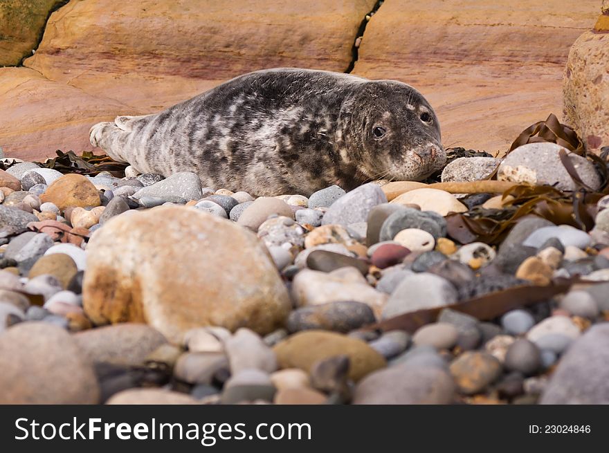 Harbour seal resting on pebble beach waiting for the tide to come back in