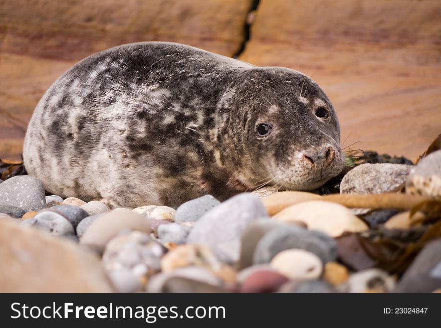 Harbour seal close up