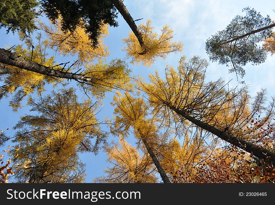 Autumn landscape with yellow larch. Autumn landscape with yellow larch