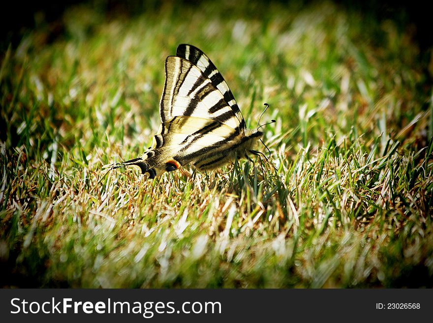 Colorful Butterfly on the ashes.