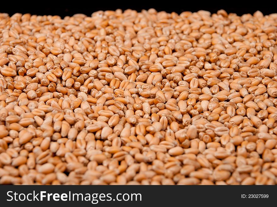 Wheat seeds closeup, shot with shallow depth-of-field