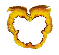 Framework From A Flower. Royalty Free Stock Images Framework From A Flower. Royalty Free Stock Images