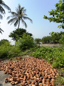 Coconut Shells And Trees Stock Photography Coconut Shells And Trees Stock Photography