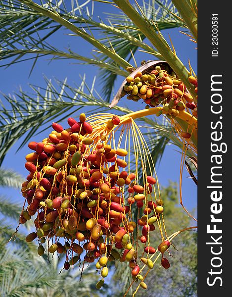 Palm tree festooned with dates. Palm tree festooned with dates