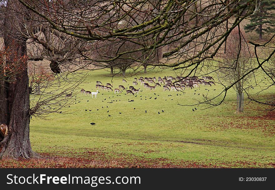 A Herd of Fallow Deer grazing in an English Park with one Albino. A Herd of Fallow Deer grazing in an English Park with one Albino