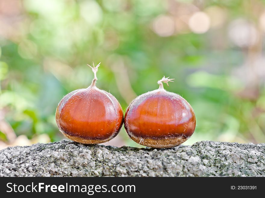 Two chestnuts in the nature. Two chestnuts in the nature