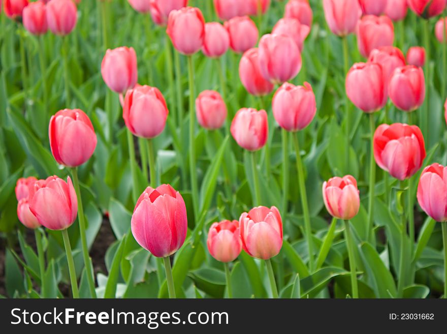 Some red tulips on field