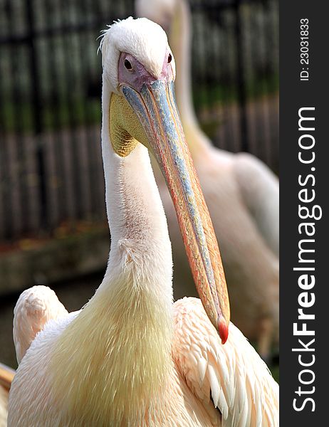 Portrait of the great white pelican. Portrait of the great white pelican