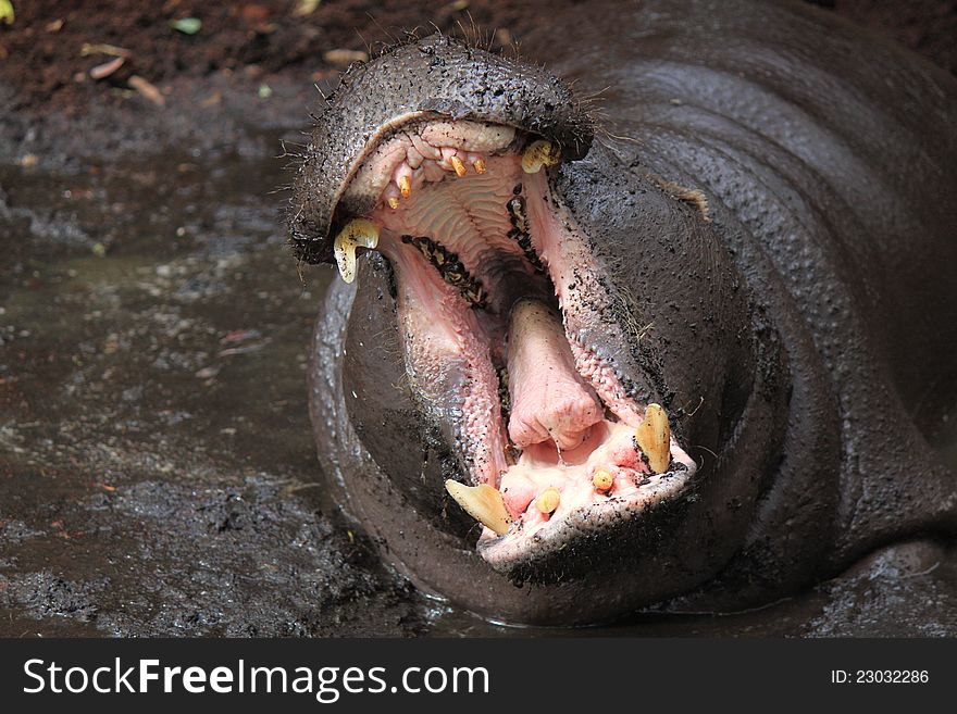 Hippopotamus lies in a puddle and yawns. Hippopotamus lies in a puddle and yawns
