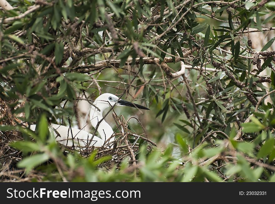 Little egret sits on her nest.