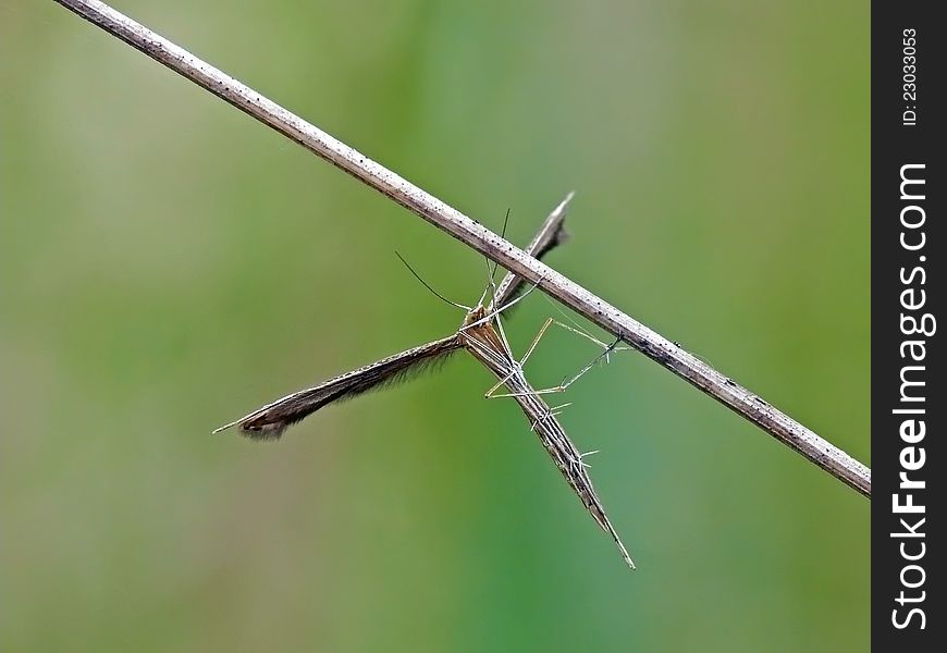 Plume moth on a dry bent.