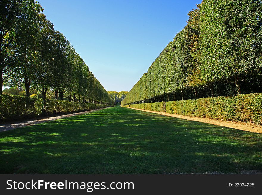 Square shaped trees along the green path