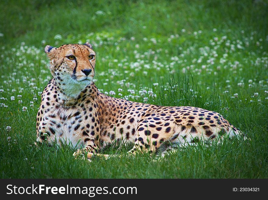 Cheetah lying in a grass in a zoo