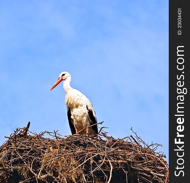 Stork in its nest over a clear blue background