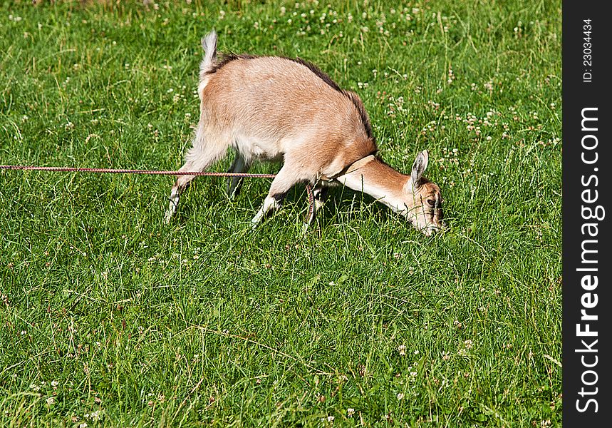 The goat one is grazed on a green meadow. The goat one is grazed on a green meadow