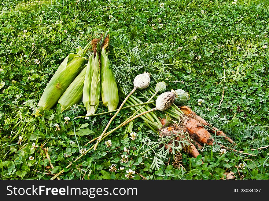 Corn carrots and a poppy on a green grass