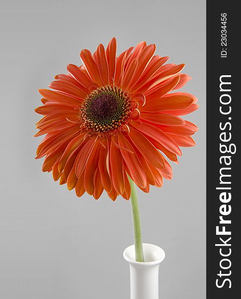 Red flower of gerbera on a grey background. Red flower of gerbera on a grey background