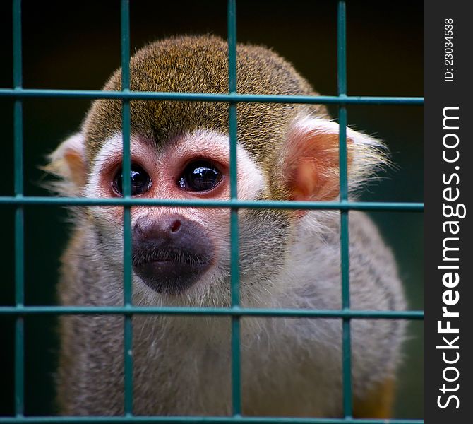 A sad little squirrel monkey with big eyes behind zoo bars. A sad little squirrel monkey with big eyes behind zoo bars.