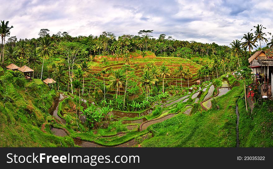 Balinese green rice field terrace panorama