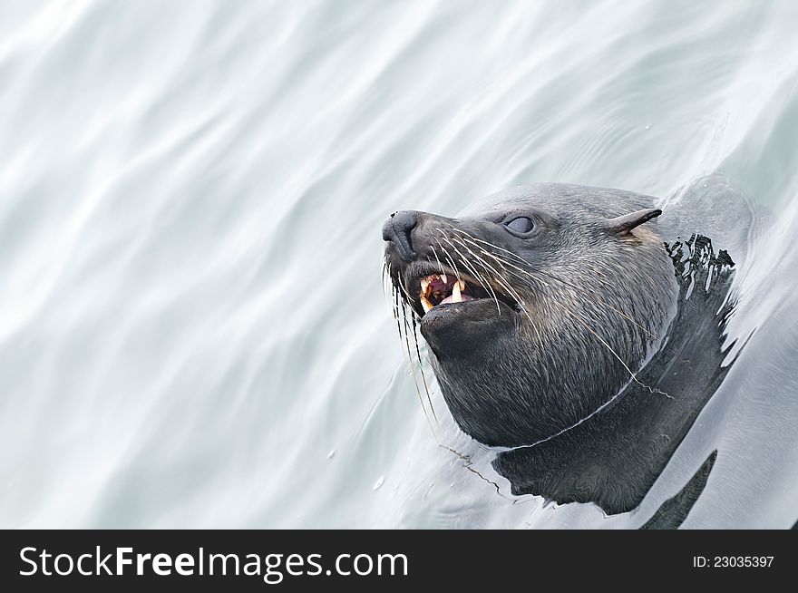 Southern Fur Seal at Walvis Bay, Namibia 2011. Southern Fur Seal at Walvis Bay, Namibia 2011