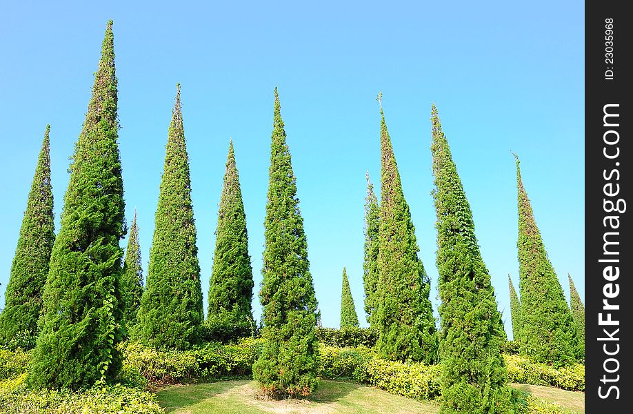 The pine trees in garden