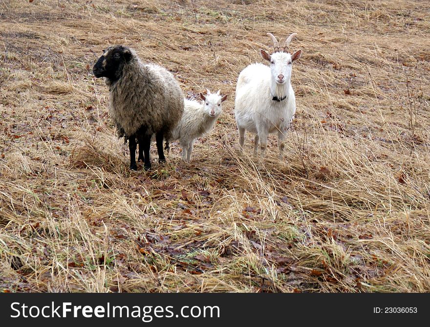 Sheep, goat and small goat grazing in the field of dry grass. Sheep, goat and small goat grazing in the field of dry grass