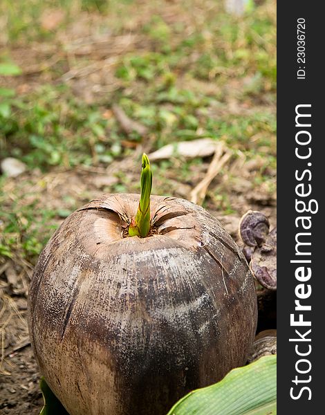 Coconut seedling sprouts in a farm. Coconut seedling sprouts in a farm