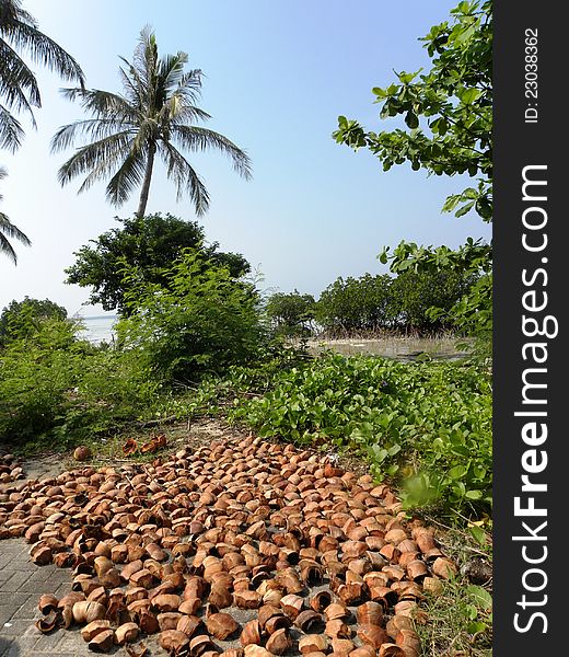 Coconut shells on the ground with coconut trees on the background. Coconut shells on the ground with coconut trees on the background