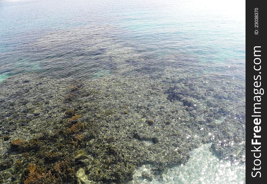 Corral reefs under the clear sea water